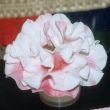 Winter's Own Variegated